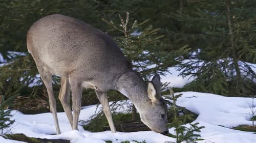 Roe deer in a snowy forest. Capreolus capreolus. Wild roe deer in winter nature.