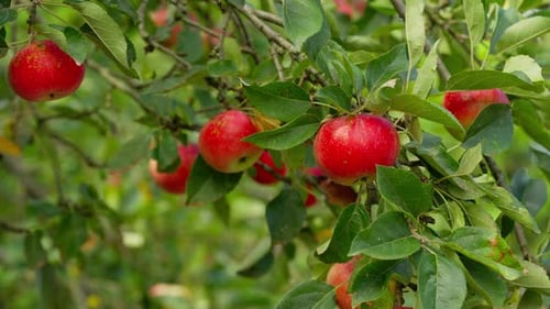 Close Up of Apples Hanging on Tree Branches