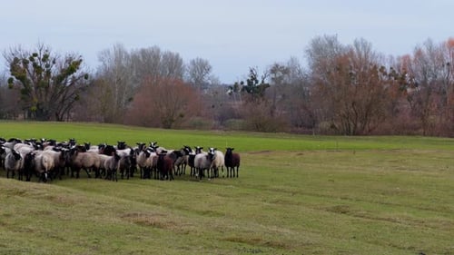 Flocking sheep go by the meadow at daytime. Pasturing the livestock in autumn in the countryside.