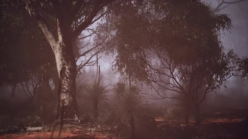 A Dense and Mysterious Forest Engulfed in a Thick Fog