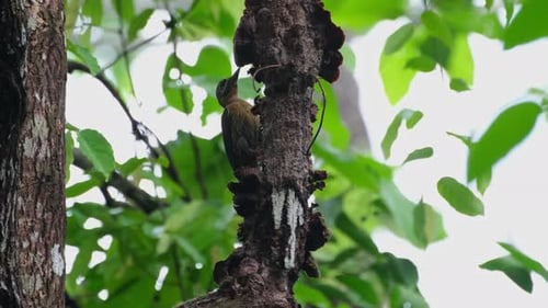 Seen on the lefthand side as it goes around this rotting branch pecking and flinging the bark off to