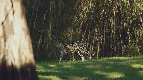 Cheetah walks along a wall of bamboo in the sun SLOW MOTION
