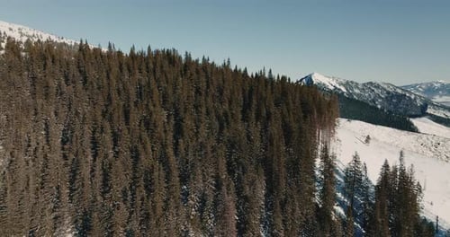 Drone Flies Above Rich Evergreen Forest Revealing Amazing Panorama of Snow Capped Mountains on Sunny