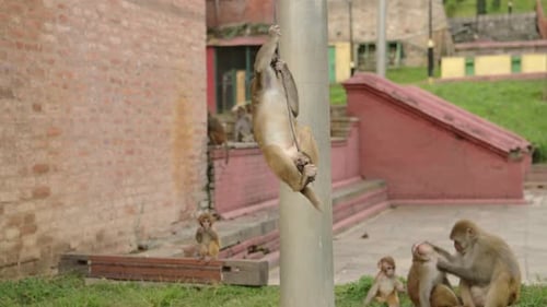 Divertida foto de animales de monos descarados jugando en la ciudad, vida silvestre urbana, animales divertidos, foto de Playful R