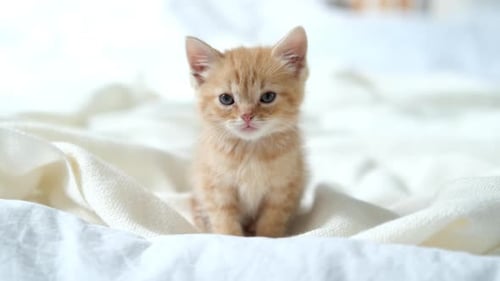 Adorable Golden Kitten Sitting on White Blanket