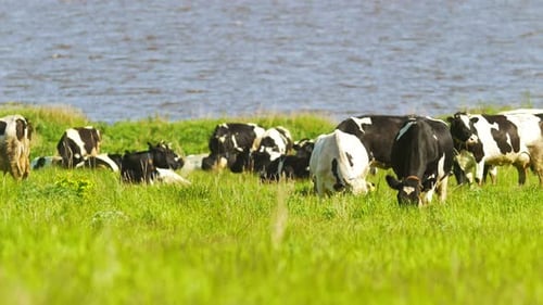 Cows on the Pasture Chews Grass Near the River in