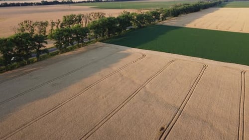 Landscape Yellow Fields of Ripe Wheat Field Green Agricultural Plants Highway