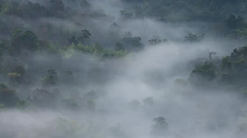 Beautiful of morning fog over fertile forest mountains.