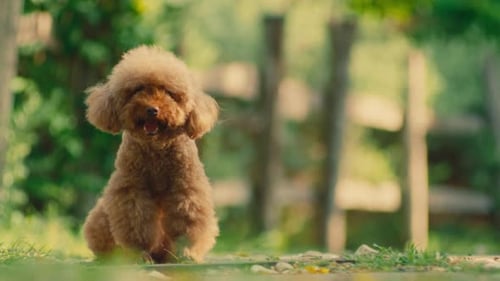 Poodle breed dog established with empty copy space with tree green park blurred background