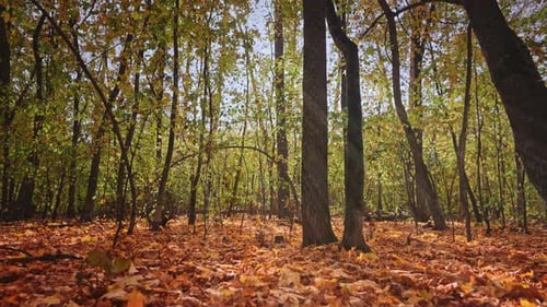 Magical Scene in a Bright and Dry Autumn Forest Bright Autumn Time Ground Covered with a Carpet of