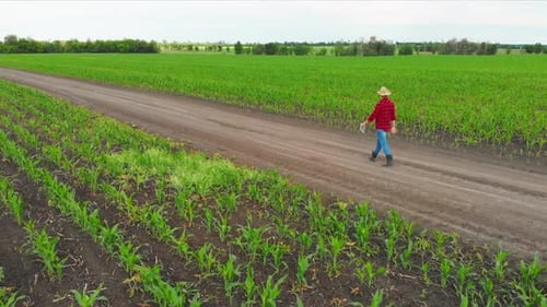 Aerial View Male Farmer Alone Walking on Country Path an Agricultural Field with Planted Green