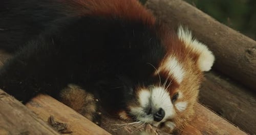 Adorable Red Panda Napping Peacefully Outdoors