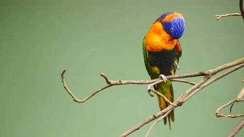 Small Parrots Stand on the Branch Against Green Background with Copy Space