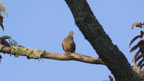A mourning dove preening and looking around on a large branch. Medium close. 25 sec/24 fps. 40%. Cli