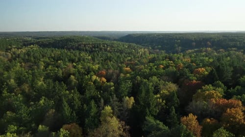 AERIAL: Flying Very Slow Over the Top of the Forest on a Sunny Autumn Day