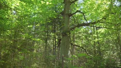 Huge Oak Tree with Large Branches Growing in Dense Forest. Large Oak