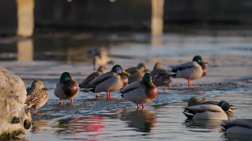 Mallard Ducks Gathering in Shallow Water