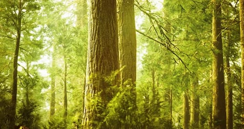 Lush Green Forest with Towering Trees Illuminated By Sunlight in Daylight