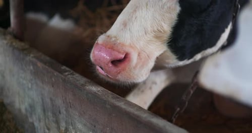 Cow Eating Food in Rural Farm Setting