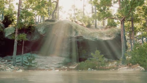 The Sun Shines Through the Trees Into the Water
