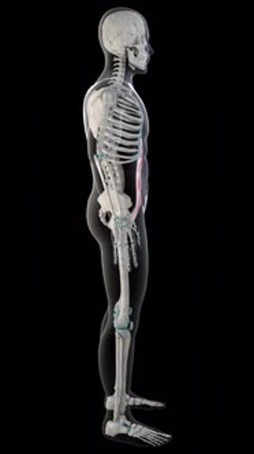 Vídeo vertical dos músculos retos abdominais em todo o corpo humano