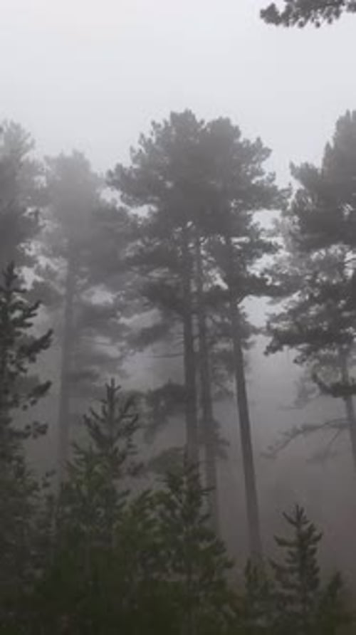 Vertical Video Misty Forest Flight Between Trees in the Foggy Forest