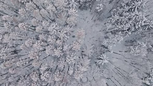 Snowy and frozen forest in cold winter, Poland.