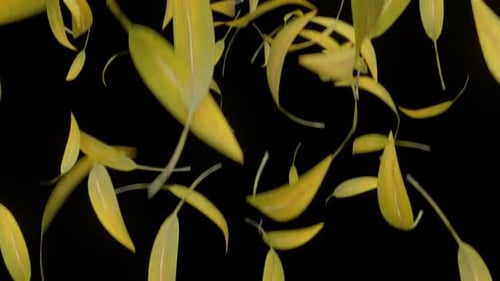 Natural Yellow Leaves Falling Seamlessly with Alpha Channel