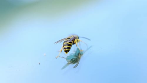 A Yellow Jacket Wasp is Shown Standing on a Smooth Reflective Surface Against a Light Blue
