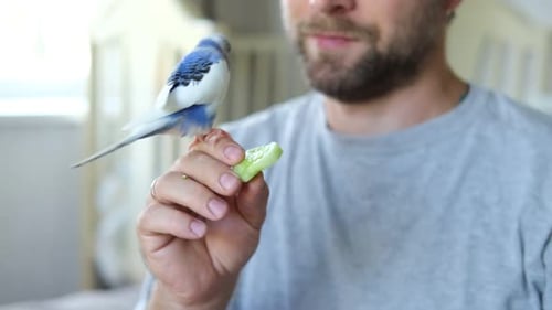 Man Hand-Feeding a Blue and White Budgerigar
