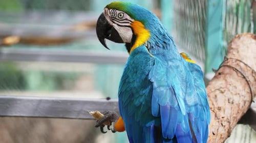 Blauer und gelber Ara (Ara Ararauna) im Zoo