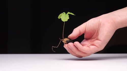 Closeup Oak Sprout Sprouted Acorn Tree Sprout in Hand