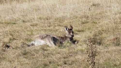 Entzückendes Wallaby, das sich hinlegt und sich im Sonnenlicht auf dem Gras ausruht. Weitwinkelaufnahme