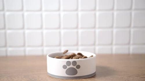 Brown Animal Food Poured Into White Bowl