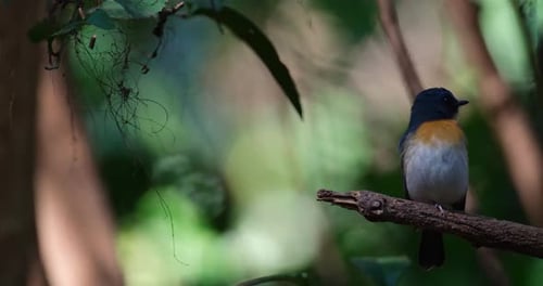 Birds