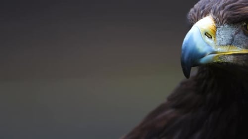 Der majestätische Steinadler Ein Blick in die Wildnis als Jäger