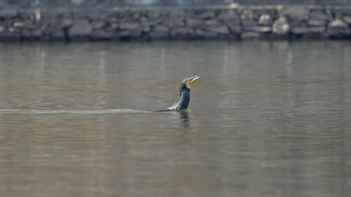 A cormorant with a fishtail sticking out of its beak swimming away from two other cormorants.