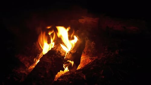 Campfire of the Branches Burn at Night in the Forest