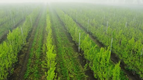 Garden Of Young Fruit Trees