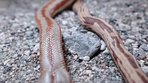 Pink boa snake slithering on rocky terrain showing detailed scales and markings in a close-up shot