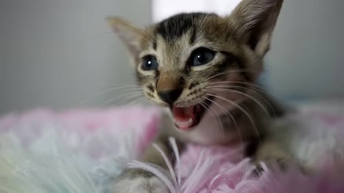 Cute Kitten Yawning in a Fluffy Bed