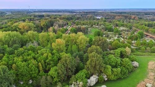 Árboles florecientes en un parque verde.