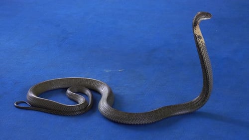 King Cobra on Blue Background