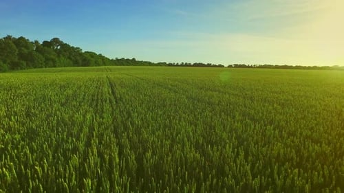 Wheat Green Field Landscape. Summer Barley Field. Grain Growing on Summer Meadow