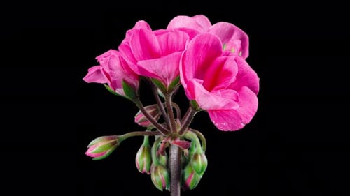 Pink Pelargonium Flowers Blooming in Time Lapse on a Green Leaves Background. Beautiful Neon