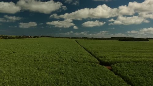 Eine niedrige Luftaufnahme, die sich vorwärts über eine Zuckerrohrplantage bewegt. Die Pflanzen bewegen sich mit dem Wi