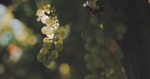 Sun Drenched Vineyard Golden Grapes Ripening On The Summer Vine