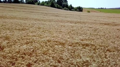 Rye Field Aerial Shot. Drone Flying Low Over Ears Of Rye. Aerial View Of Golden Rye. Summer 2019, Po