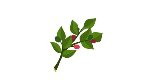 Coffee Plant | including alpha