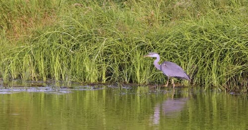 Gray Heron Hunts for Fish and Frogs in the Swamp